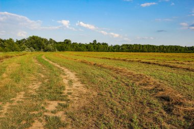 Yaz mevsiminde tarlada taze saman.