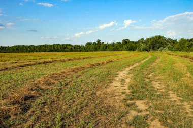 Yaz mevsiminde tarlada taze saman.