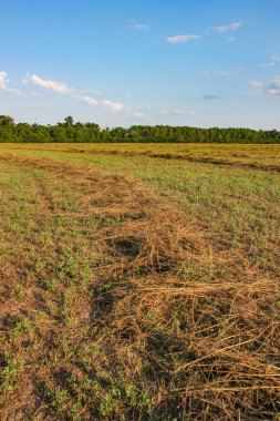Yaz mevsiminde tarlada taze saman.