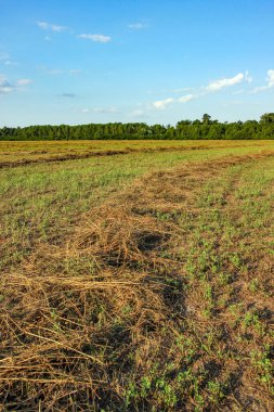 Yaz mevsiminde tarlada taze saman.
