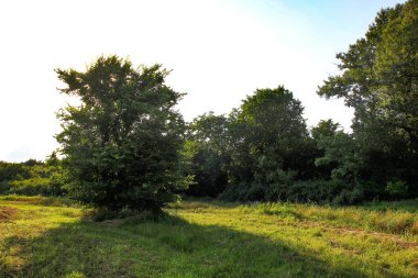 Yaz mevsiminde tarlada taze saman.