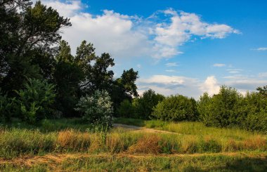 Yaz mevsiminde tarlada taze saman.