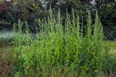 Yazın gün batımında çalı bitkisi görüntüsü