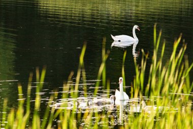 Beyaz Kuğu gün batımında gölde yüzüyor.