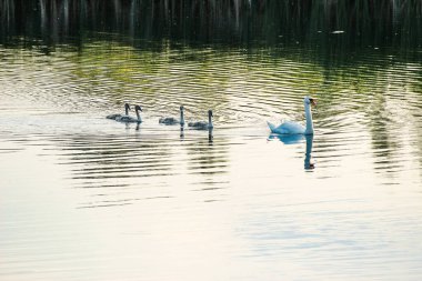 Beyaz Kuğu gün batımında gölde yüzüyor.