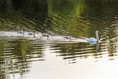 Beyaz Kuğu gün batımında gölde yüzüyor.