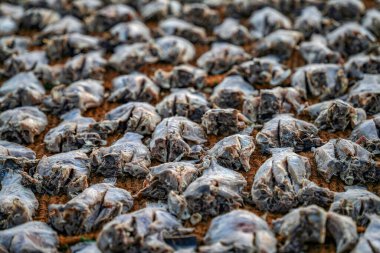 Image of drying fish in Negombo, Sri Lanka, Asia. The hot sun of Sri Lanka is perfect to dry fish. clipart