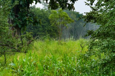 Hurulu Eco Park landscape in Habarana, Sri Lanka, Asia clipart