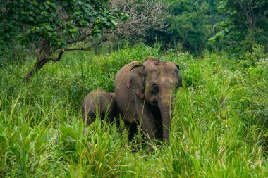 Hurulu Eco Park 'ta vahşi filler, Havarana, Sri Lanka, Asya. Vahşi Fil Safarisi.