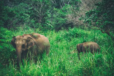 Wild elephants in the Hurulu Eco Park, Habarana, Sri Lanka, Asia. Wild Elephant Safari. clipart