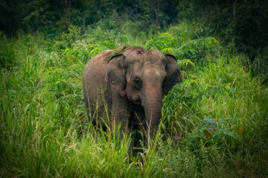 Hurulu Eco Park 'ta vahşi filler, Havarana, Sri Lanka, Asya. Vahşi Fil Safarisi.