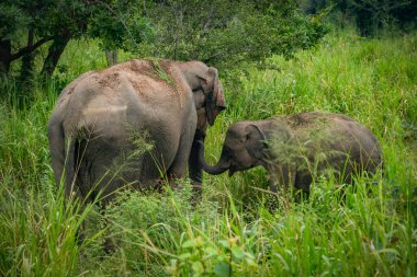 Hurulu Eco Park 'ta vahşi filler, Havarana, Sri Lanka, Asya. Vahşi Fil Safarisi.