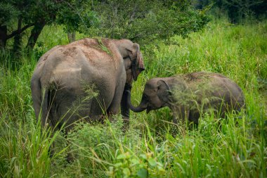 Wild elephants in the Hurulu Eco Park, Habarana, Sri Lanka, Asia. Wild Elephant Safari. clipart