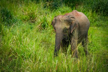 Hurulu Eco Park 'ta vahşi filler, Havarana, Sri Lanka, Asya. Vahşi Fil Safarisi.
