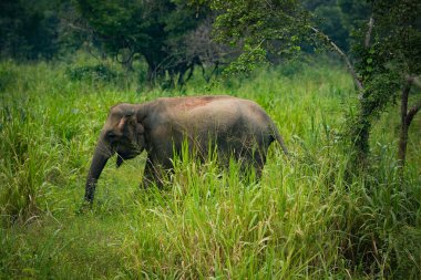 Hurulu Eco Park 'ta vahşi filler, Havarana, Sri Lanka, Asya. Vahşi Fil Safarisi.