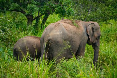 Hurulu Eco Park 'ta vahşi filler, Havarana, Sri Lanka, Asya. Vahşi Fil Safarisi.