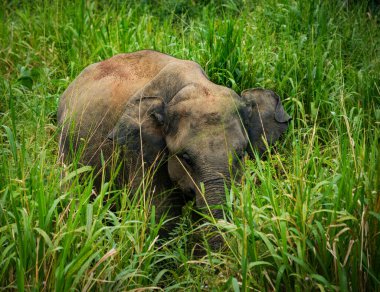 Hurulu Eco Park 'ta vahşi filler, Havarana, Sri Lanka, Asya. Vahşi Fil Safarisi.