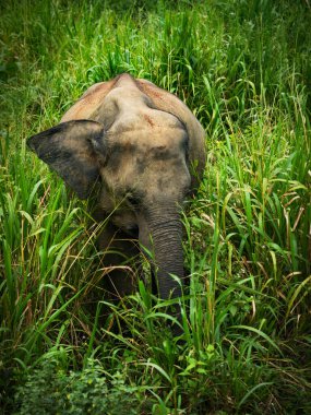 Hurulu Eco Park 'ta vahşi filler, Havarana, Sri Lanka, Asya. Vahşi Fil Safarisi.