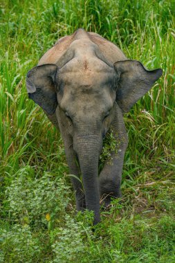 Hurulu Eco Park 'ta vahşi filler, Havarana, Sri Lanka, Asya. Vahşi Fil Safarisi.