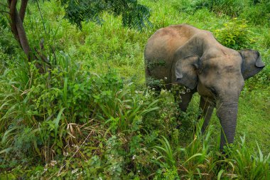 Wild elephants in the Hurulu Eco Park, Habarana, Sri Lanka, Asia. Wild Elephant Safari. clipart