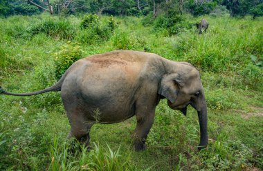 Hurulu Eco Park 'ta vahşi filler, Havarana, Sri Lanka, Asya. Vahşi Fil Safarisi.