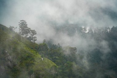 Ella Resort, Sri Lanka, Asya 'daki yeşil vadide sisli yağmur bulutları