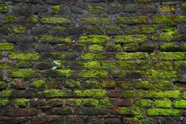 Yeşil yosun ve grunge çimento eklemli eski terracotta tuğla duvar yıpranmış. Tuğla dokulu arka plan. Tuğla işi arka plan. Taş duvar duvarı yüzeyi, yakın plan. İğrenç dokular..