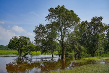 Sigirya ya da Sinhagiri ormanlarının manzarası, Sri Lanka, Asya