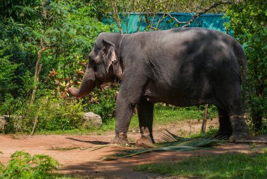Sigirya Kayası yakınlarındaki fil, Sri Lanka, Asya