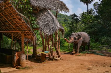 Sigirya Kayası yakınlarındaki fil, Sri Lanka, Asya