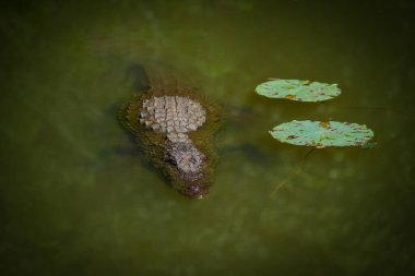 Sigiriya Kalesi, Sri Lanka, Asya 'nın su kanalında dinlenen timsah.