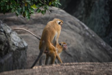 Pidurangala Kayası, Sigirya, Sri Lanka, Asya 'da oturan Macaque maymunu