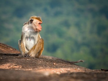 Pidurangala Kayası, Sigirya, Sri Lanka, Asya 'da oturan Macaque maymunu