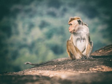 Tonque macaque bir kayanın üzerinde oturuyor, Sri Lanka. Toque Macaca sinica, Sri Lanka 'ya özgü kırmızı-kahverengi renkli bir Eski Dünya maymunu.