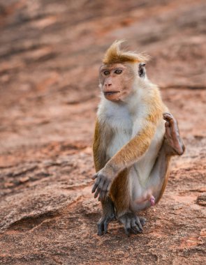 Pidurangala Kayası, Sigirya, Sri Lanka, Asya 'da oturan Macaque maymunu