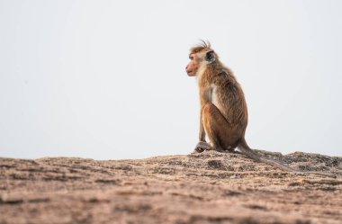 Pidurangala Kayası, Sigirya, Sri Lanka, Asya 'da oturan Macaque maymunu