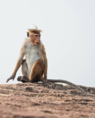 Pidurangala Kayası, Sigirya, Sri Lanka, Asya 'da oturan Macaque maymunu
