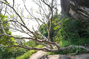 Pidurangala Kraliyet Mağara Tapınağı Pidurangala Rajamaha Viharaya, Sigiriya, Sri Lanka, Asya