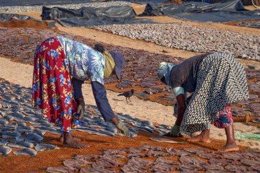  Negombo, Sri Lanka, Asya 'da güneşte kuruyan balıklar