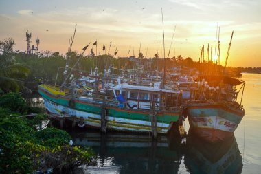 Colombo, Sri Lanka, Asya yakınlarındaki Negombo gölünde gün batımında balıkçı tekneleri.