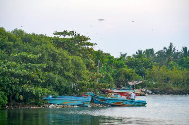 Colombo, Sri Lanka, Asya yakınlarındaki Negombo gölünde gün batımında balıkçı tekneleri.