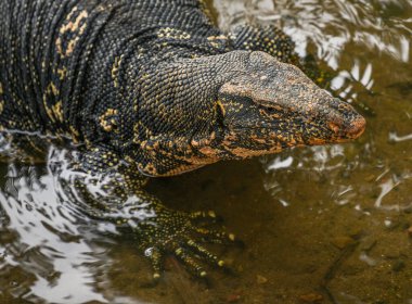 Kandy, Sri Lanka, Asya 'da Asya su monitörü (Varanus Salvator). Asya su monitörü, Komodo Ejderhası 'ndan sonra en büyük ikinci kertenkele türü olan Güney ve Güneydoğu Asya' ya özgüdür..