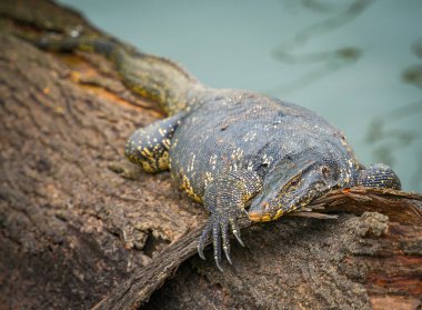 Kandy, Sri Lanka, Asya 'da Asya su monitörü (Varanus Salvator). Asya su monitörü, Komodo Ejderhası 'ndan sonra en büyük ikinci kertenkele türü olan Güney ve Güneydoğu Asya' ya özgüdür..
