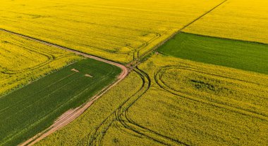 Gün batımında sarı bir kolza tohumu tarlasının insansız hava aracı. Güneş ışığı sarı kanola rengini aydınlatır. Tarımsal alan hava aracı görüntüsü. Kırsal alan.