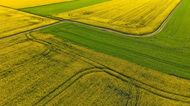 Gün batımında sarı bir kolza tohumu tarlasının insansız hava aracı. Güneş ışığı sarı kanola rengini aydınlatır. Tarımsal alan hava aracı görüntüsü. Kırsal alan.
