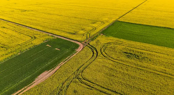 Gün batımında sarı bir kolza tohumu tarlasının insansız hava aracı. Güneş ışığı sarı kanola rengini aydınlatır. Tarımsal alan hava aracı görüntüsü. Kırsal alan.