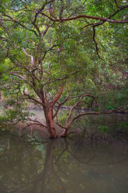 Sri Lanka, Asya 'daki Sigirya Kaya Kalesi etrafındaki su birikintileri ve kanallar