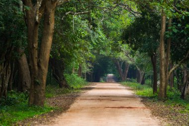 Sri Lanka, Asya 'daki Sigirya Dağı çevresindeki orman manzarası