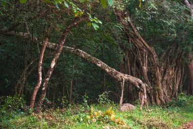 Sri Lanka, Asya 'daki Sigirya Dağı çevresindeki orman manzarası