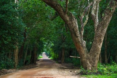Sri Lanka, Asya 'daki Sigirya Dağı çevresindeki orman manzarası